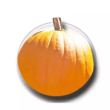 Lacets de chaussures fluos orange fantaisie.Boutique de…